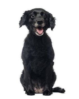 neşeli azman köpek oturmuş, nefes nefese, 11 Evet önden görünümü
