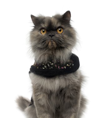 Close-up of a Persian cat wearing a shiny harness, looking at th clipart