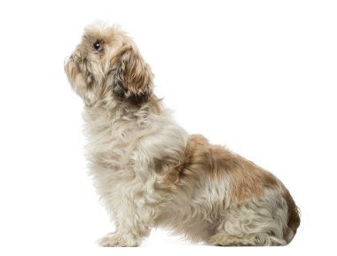 shih tzu oturma, ararken, 10 yaşında, Isola yan görünüm