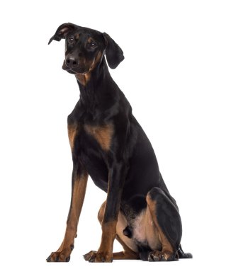 doberman pinscher köpek yavrusu oturan, 6 ay yaşlı, beyaz izole