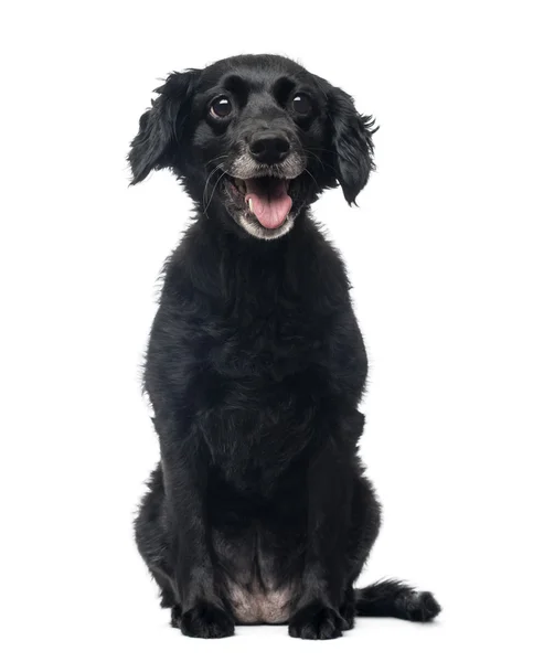 Vista frontal de um alegre cão mestiço sentado, ofegante, 11 anos — Fotografia de Stock