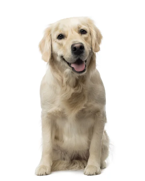 Golden Retriever sitzend, keuchend, 18 Monate alt, isoliert auf dem Rücken — Stockfoto