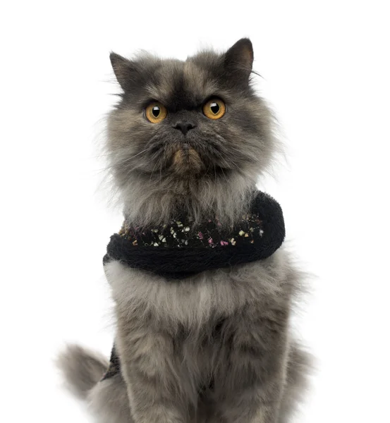 Close-up of a Persian cat wearing a shiny harness, looking at th — Stock Photo, Image