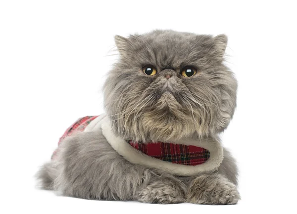 Gatto persiano che indossa un'imbracatura tartan, sdraiato, distogliendo lo sguardo, isola — Foto Stock