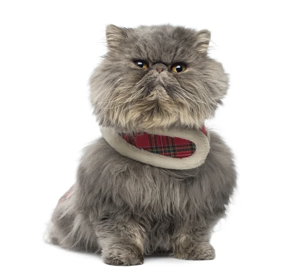 Vista frontale di un gatto persiano scontroso con un'imbracatura tartan, seduto — Foto Stock