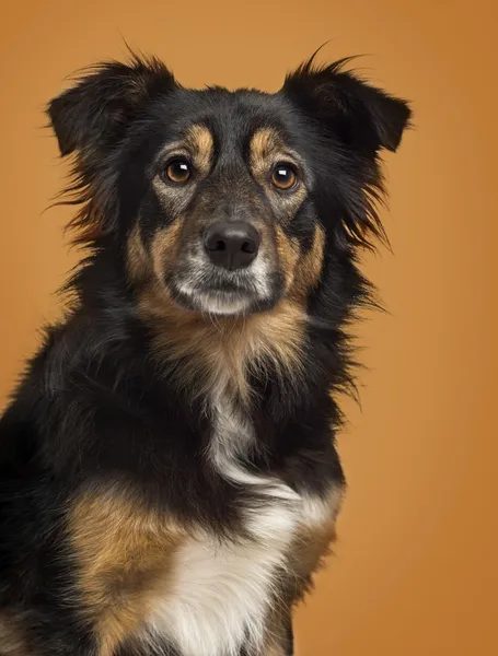 Close-up of a Border Collie on a brown background — Stock Photo, Image