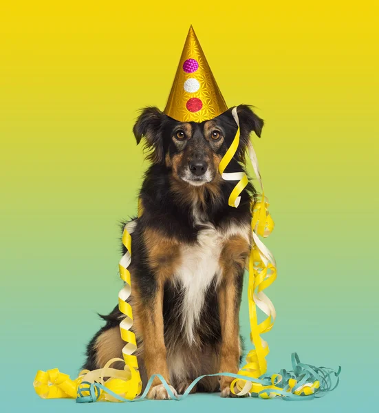 Närbild av en border collie med partiet hatt och serpentiner, sittin — Stockfoto