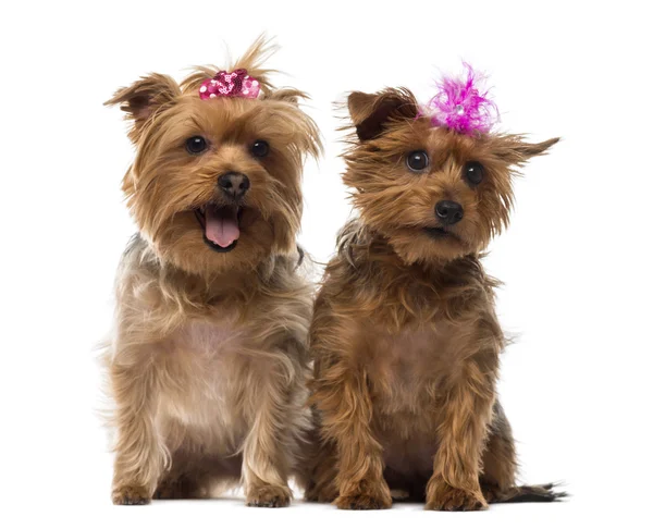 Två yorkshire terrier bär pilbågar, flämtande, isolerad sittande, o — Stockfoto