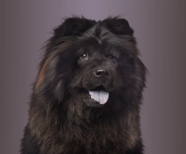 Close-up of a Chow Chow panting on a colored background, 3 years — Stock Photo, Image
