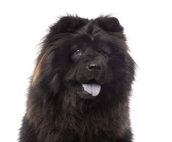 Gros plan d'un Chow Chow haletant, 3 ans, isolé sur blanc — Photo