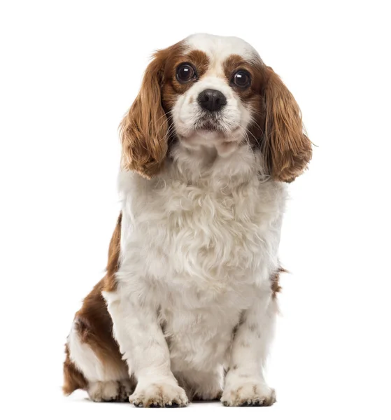 Front view of a Cavalier King Charles Spaniel sitting, looking a — Stock Photo, Image