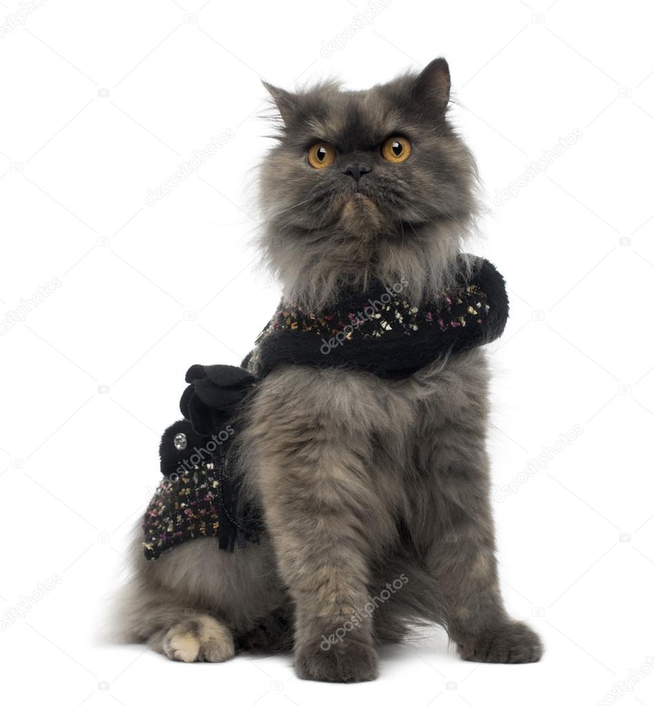 Grumpy Persian cat wearing a shiny harness, sitting, isolated on