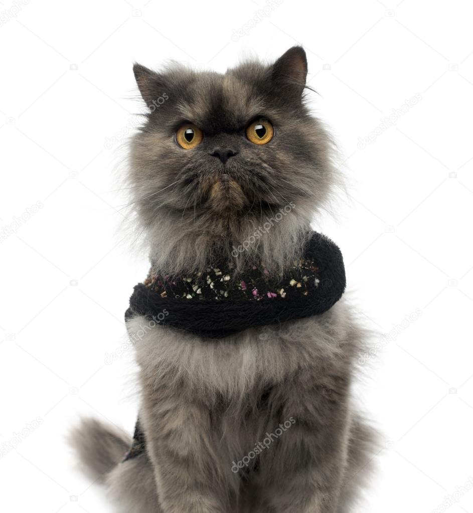 Close-up of a Persian cat wearing a shiny harness, looking at th
