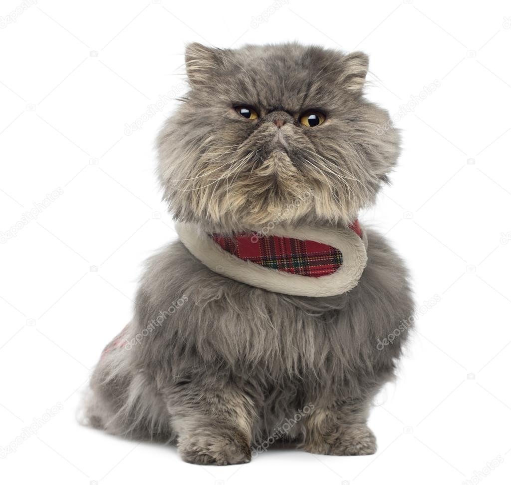 Front view of a grumpy Persian cat wearing a tartan harness, sit