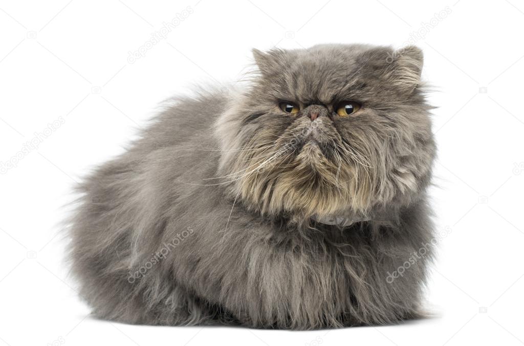 Front view of a grumpy Persian cat, lying, looking away, isolate