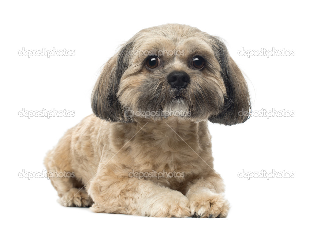 Shih Tzu lying down, looking at the camera, 1 year old, isolated
