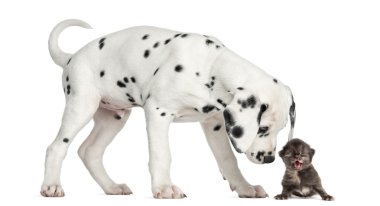 Side view of a Dalmatian puppy sniffing a kitten meowing clipart