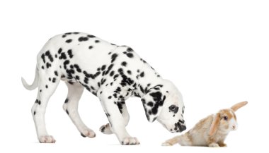 Side view of a Dalmatian puppy sniffing a rabbit, isolated on wh clipart
