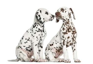 Dalmatian puppies sitting, sniffing each other, isolated on whit clipart