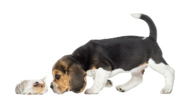Side view of Beagle puppy and guinea pig getting to know each ot clipart