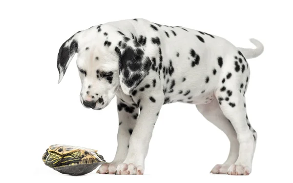 Szczeniak dalmatyńczyk, patrząc na żółwia na plecach, na białym tle — Zdjęcie stockowe