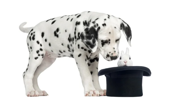 Dalmatian puppy looking at a rabbit in black top hat, isolated o — Stock Photo, Image