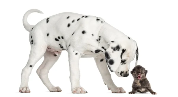 Vista laterale di un cucciolo dalmata annusare un gattino miagolare, isolat — Foto Stock