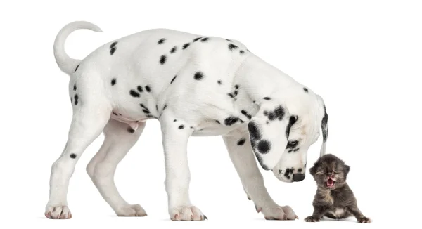 Side view of a Dalmatian puppy sniffing a kitten meowing — Stock Photo, Image