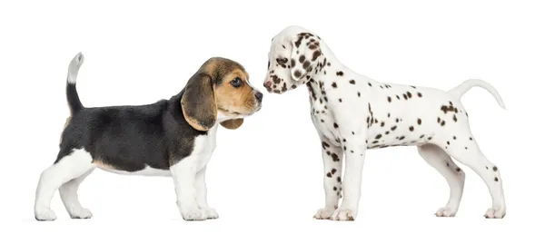 Zijaanzicht van Dalmatische en beagle puppies te leren kennen, isola — Stockfoto