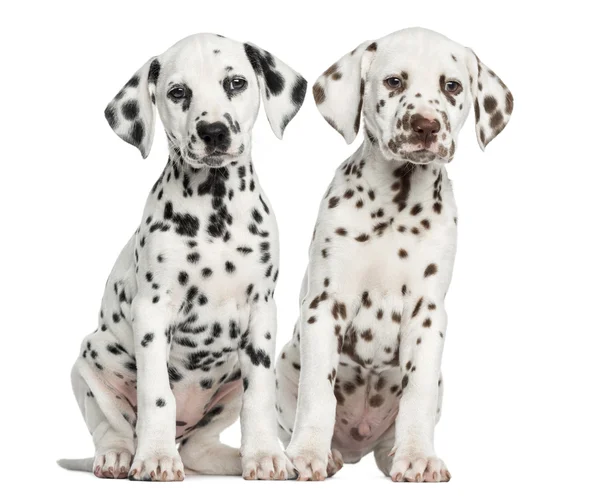 Front view of Dalmatian puppies sitting, facing, isolated on whi — Stock Photo, Image