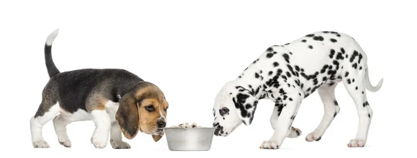 Beagle och dalmatiner valpar sniffa en skål full av kroketter, — Stockfoto
