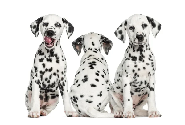 Dalmatian puppies sitting together, isolated on white — Stock Photo, Image