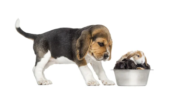 Beagle puppy titta på hans skål full av kaniner, — Stockfoto