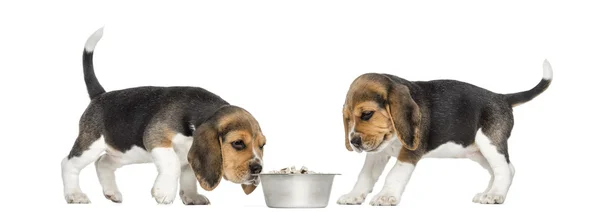 Cachorros Beagle alrededor de un cuenco de perro completo, aislados en blanco — Foto de Stock