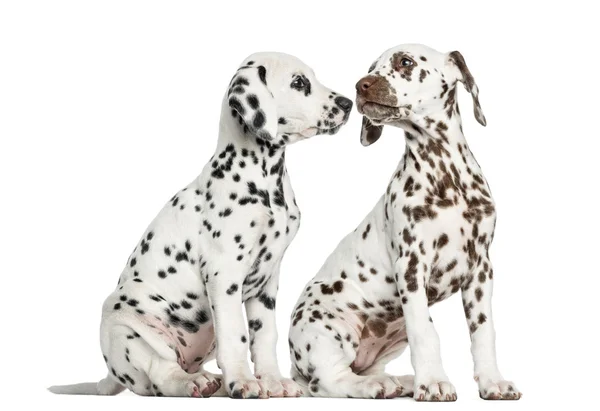 Dalmatian puppies sitting, sniffing each other, isolated on whit — Stock Photo, Image