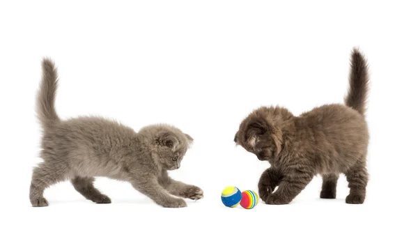 Highland pliegue gatitos jugando juntos con bolas, aislado en w — Foto de Stock