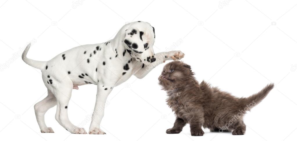 Dalmatian puppy and Highland fold kitten playing together, isola