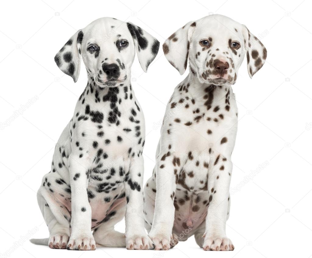 Front view of Dalmatian puppies sitting, facing, isolated on whi