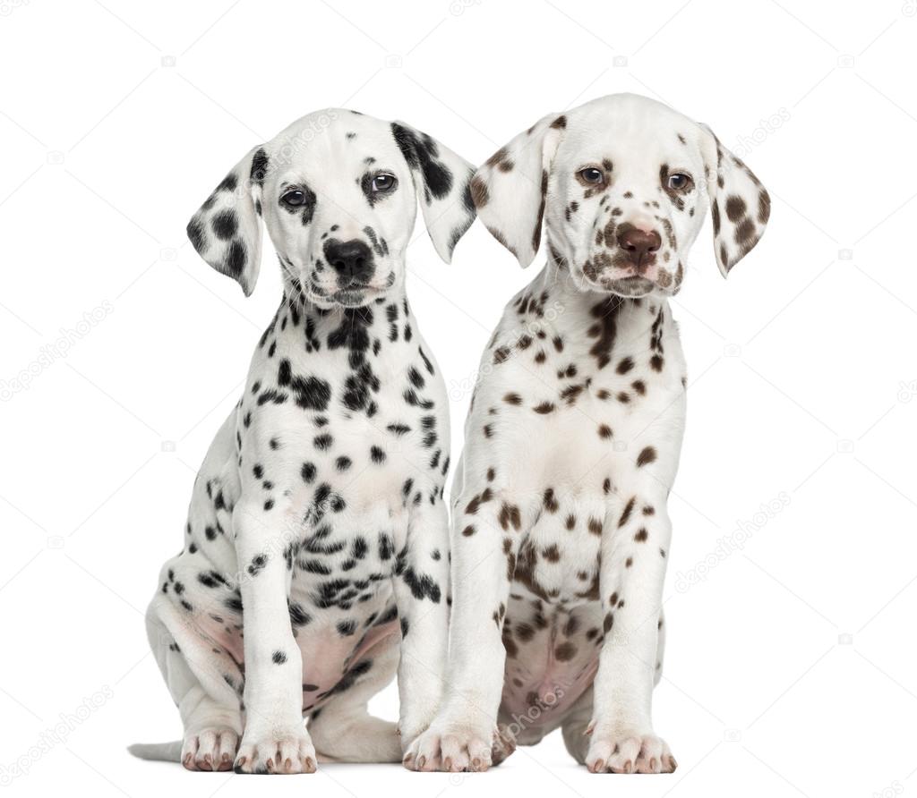 Front view of Dalmatian puppies sitting, facing, isolated on whi