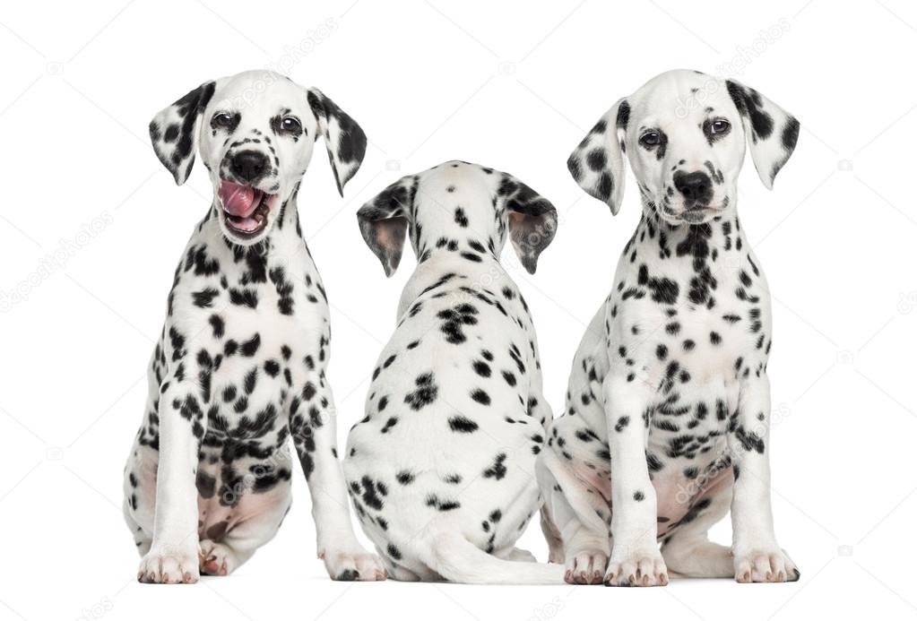 Dalmatian puppies sitting together, isolated on white