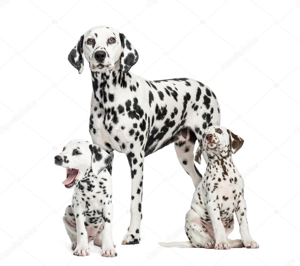 Dalmatian mom and puppies, isolated on white