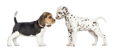 Side view of Dalmatian and Beagle puppies getting to know, isola clipart