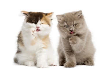 Highland kat oturmuş, sahip yıkama, izole üzerinde beyaz bir kedi