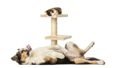 Side view of a Border collie lying on its back, submissive, look clipart
