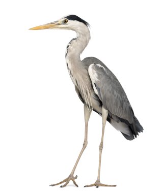 gri balıkçıl, ayakta ardea cinerea, 5 yaşında WHI izole.