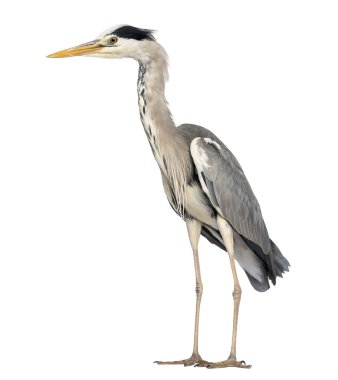 ayakta, ardea cinerea, 5 yaşında bir gri balıkçıl yan görünüm,