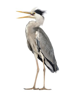 kızgın gri balıkçıl ayakta, çığlık, ardea cinerea, 5 yaşında