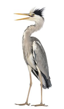 kızgın gri balıkçıl ayakta, çığlık, ardea cinerea, 5 yaşında