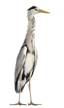 gri balıkçıl, ayakta ardea cinerea, 5 yaşında WHI izole.