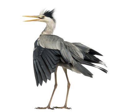 Dikiz çığlık, ardea kanatlarını çırparak bir gri balıkçıl 